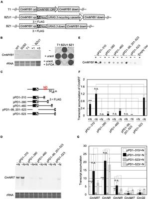 CmNDB1 and a Specific Domain of CmMYB1 Negatively Regulate CmMYB1-Dependent Transcription of Nitrate Assimilation Genes Under Nitrogen-Repleted Condition in a Unicellular Red Alga